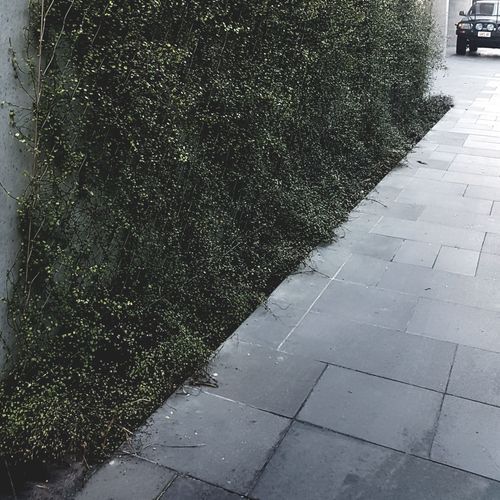SRS Green Wall