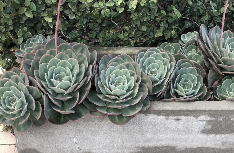Clive: an enchanted garden