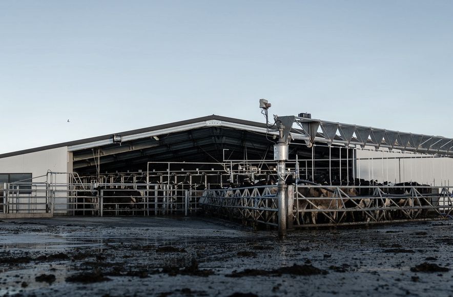 Cowshed, Christchurch