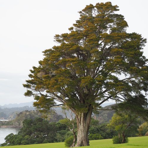 JSC Farm Totara