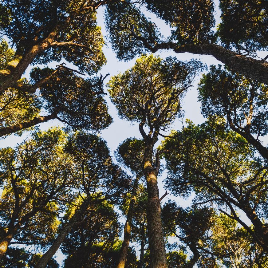JSC Farm Totara