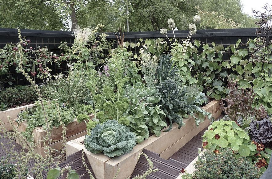 Gone to Seed: gold medal vege
