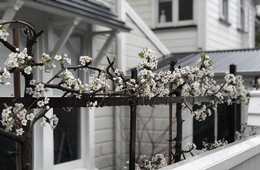 Hobson: an architect's garden