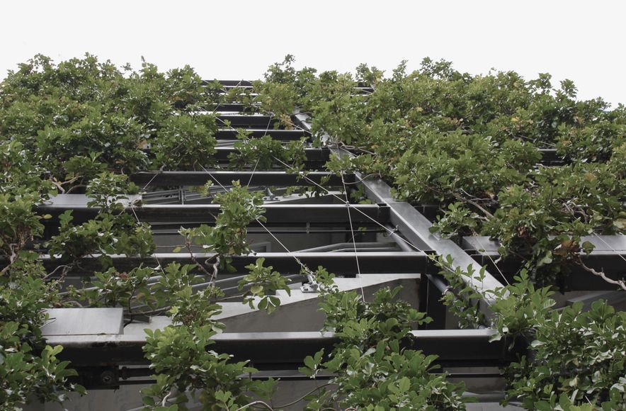 Fonterra - foliage growing wires and planter boxes 
