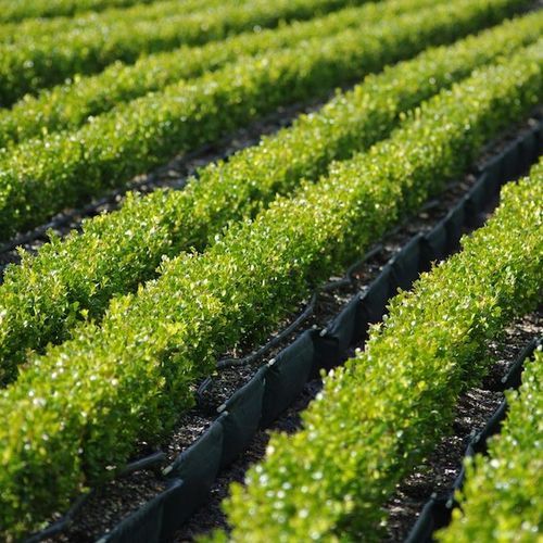LIVING EDGE™ – low instant hedge range.