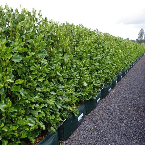 LIVING SCREEN™ – tall-growing instant hedge range.