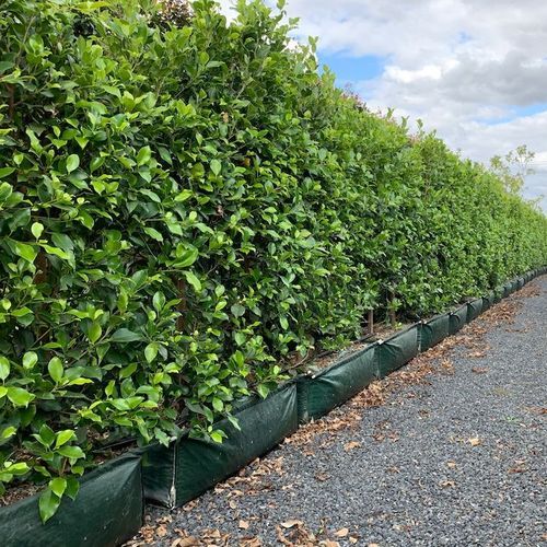LIVING SCREEN™ – tall-growing instant hedge range.