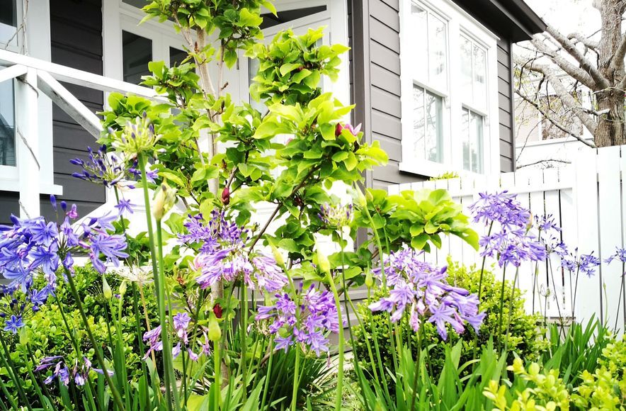 Newmarket Garden