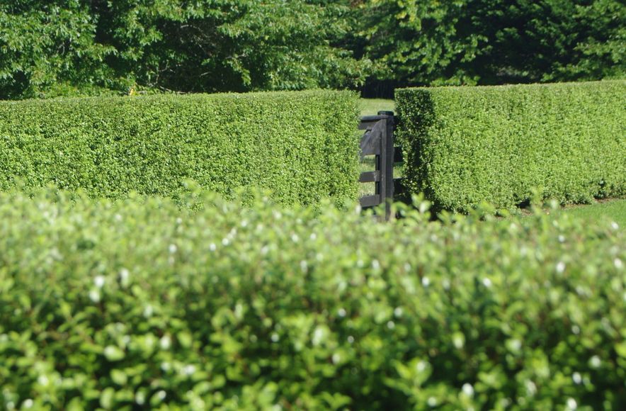 Screening With Hedges