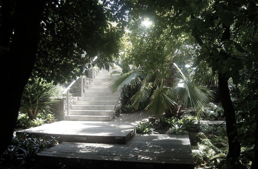 Subtropical Auckland Garden