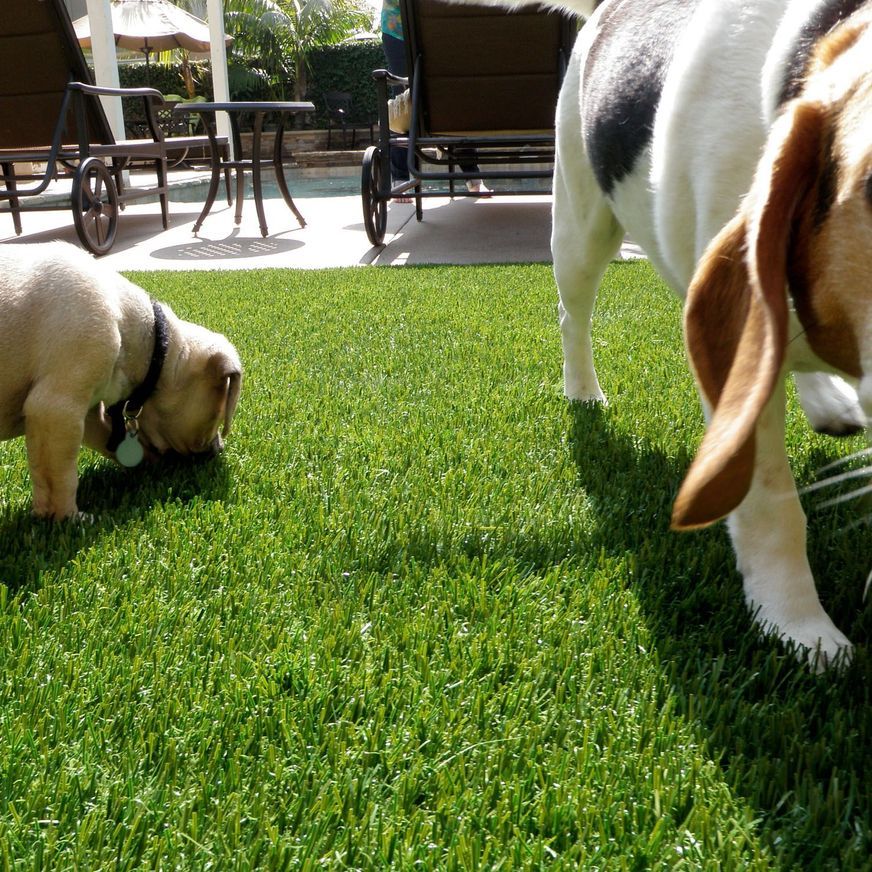 Turf for Pets