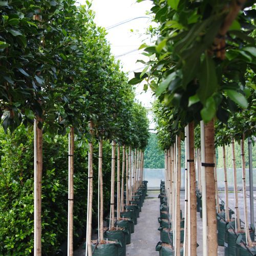Ficus tuffi pleached screen hedge.