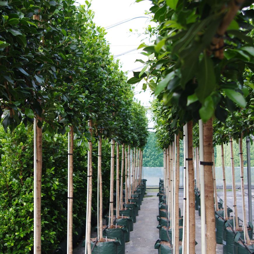 Ficus tuffi pleached screen hedge.