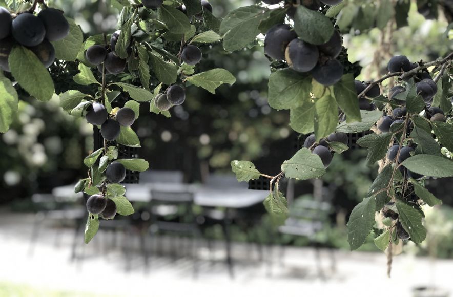 Upland: urban organic garden
