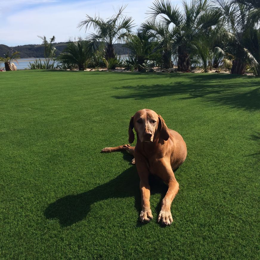 Commercial Landscape Turf