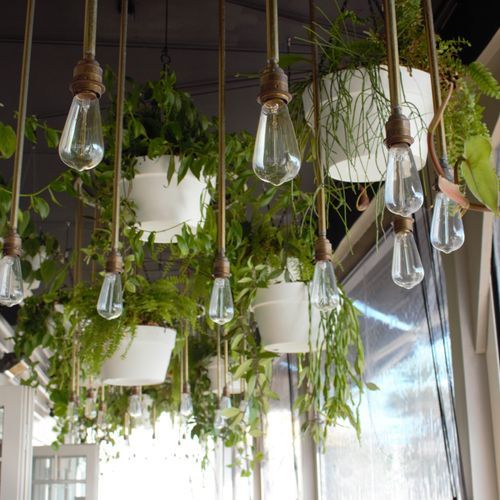 Vertical Live Plant Installations | Hire Plants