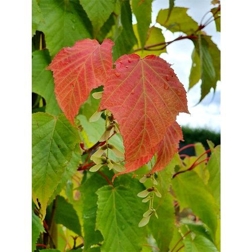 Acer capillipes | Snake Bark Maple