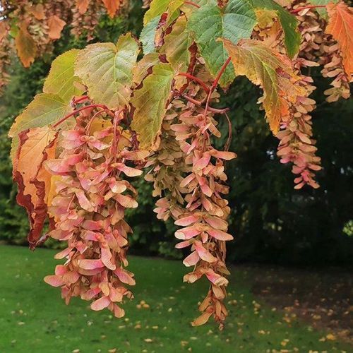 Acer capillipes | Snake Bark Maple