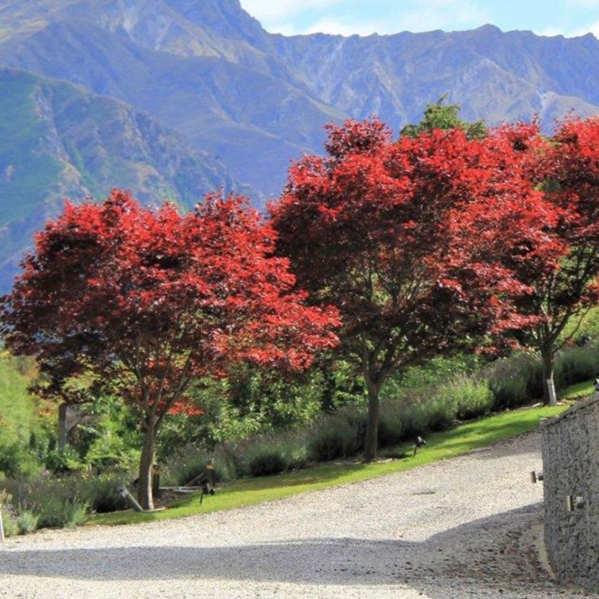 Acer palmatum 'Bloodgood' | Red Japanese Maple
