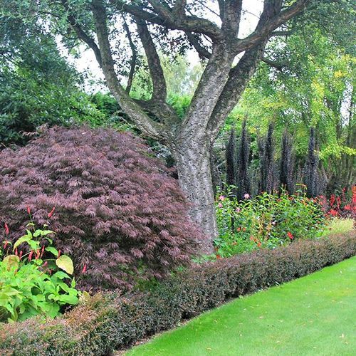 Acer palmatum 'Tamukeyama' | Red Weeping Maple