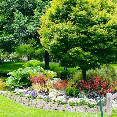 Acer palmatum | Japanese Maple