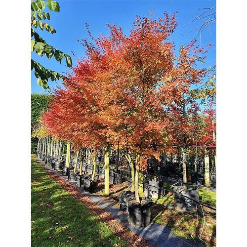Acer palmatum | Japanese Maple