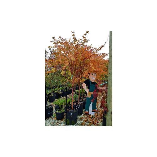 Acer palmatum 'Senkaki' | Coral Bark Maple