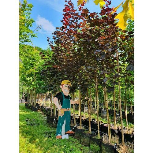 Acer platanoides 'Nigrum' | Purple Norway Maple