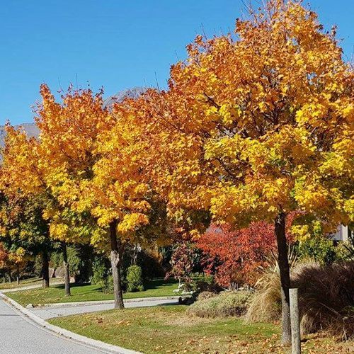 Acer platanoides | Norway Maple