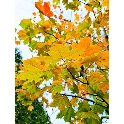 Acer platanoides | Norway Maple
