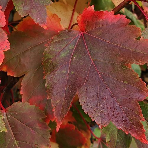 Acer rubrum 'October Glory/Red Sunset' | Canadian Maple