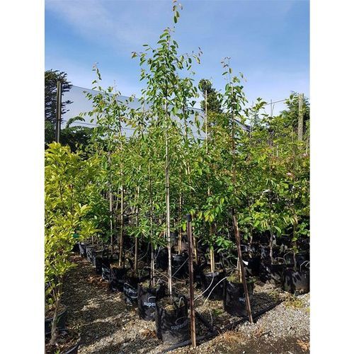 Amelanchier canadensis | Shad Bush or NZ Whitebait Tree