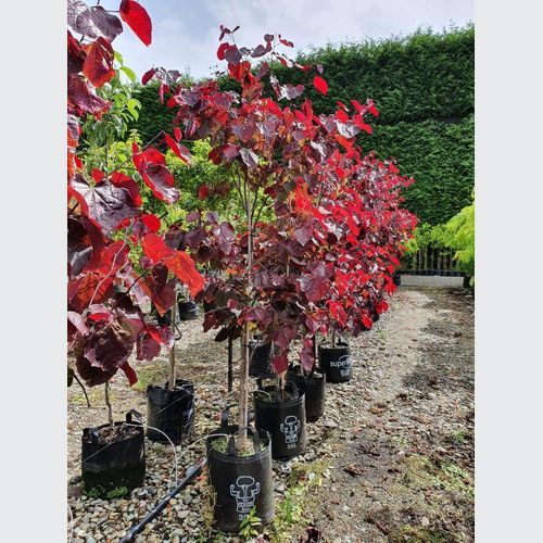 Cercis canadensis 'Forest Pansy' | Redbud