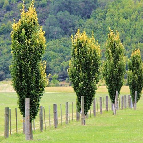 Fagus sylvatica | Columnar English Beech