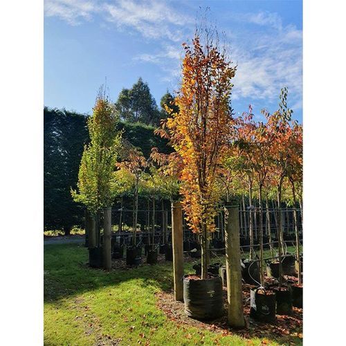 Fagus sylvatica | Columnar English Beech