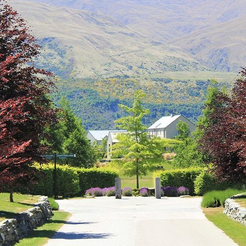Fagus sylvatica 'Purpurea' | Copper Beech