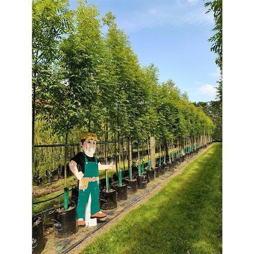 Fraxinus excelsior 'Green Glow' | English Ash