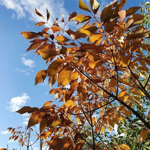 Fraxinus excelsior 'Purple Spire' | Purple Ash Tree