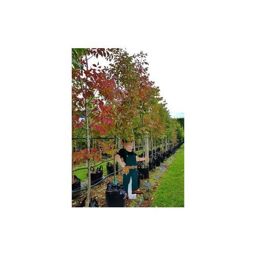 Fraxinus excelsior 'Purple Spire' | Purple Ash Tree