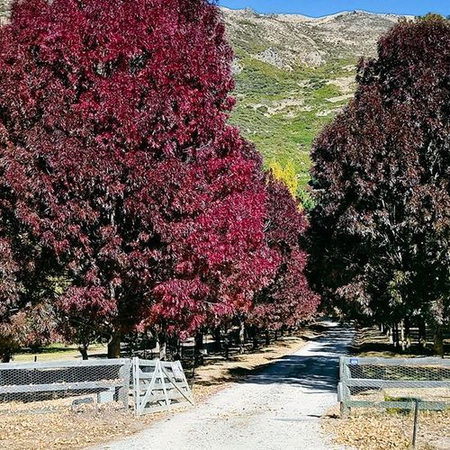 Fraxinus oxycarpa 'Raywoodii' | Claret Ash