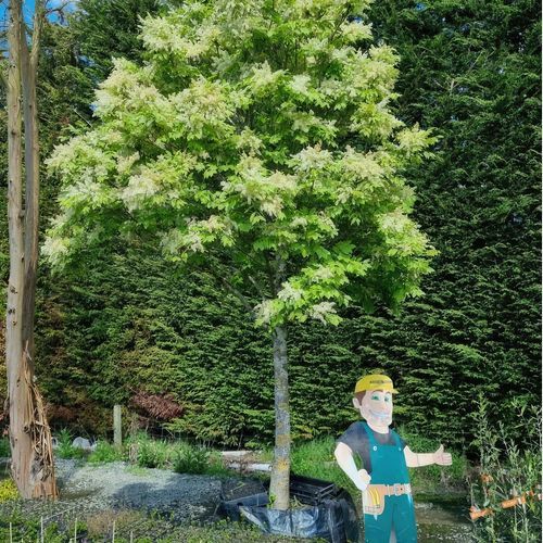 Fraxinus Ornus | Manna Ash