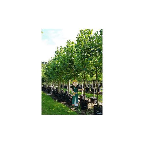 Liriodendron tulipifera | Tulip Tree