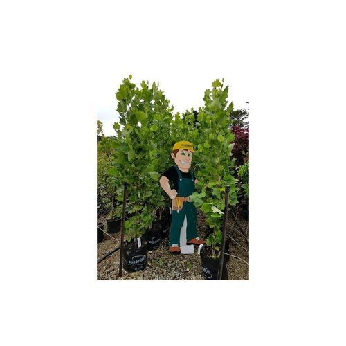 Liriodendron tulipifera | Upright Tulip Tree