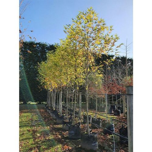 Platanus orientalis 'Autumn Glory' | Oriental Plane