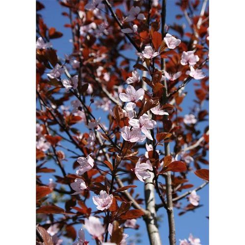 Prunus cerasifera 'Thundercloud' | Purple Flowering Plum