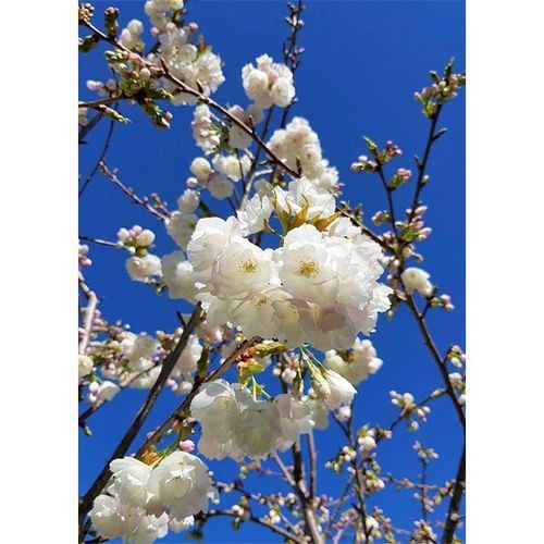Prunus serrulata 'Shirotae' | Mount Fuji Cherry