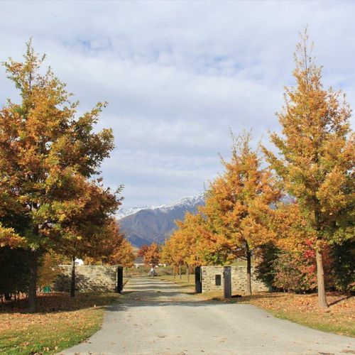 Quercus cerris | Turkey Oak