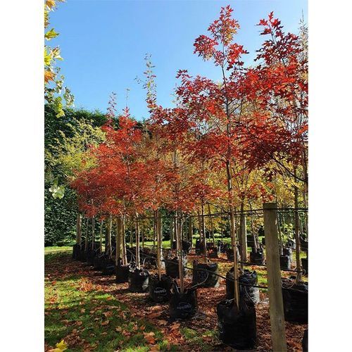 Quercus coccinea | Scarlet Oak
