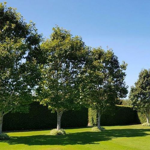 Quercus rubra | Red Oak