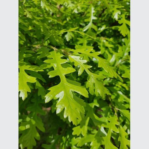Quercus cerris | Turkey Oak